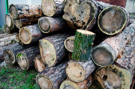Close up picture of a fallen tree trunk, forest in the blurry background