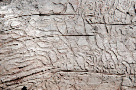 texture of bark wood use as natural backgroundの写真素材