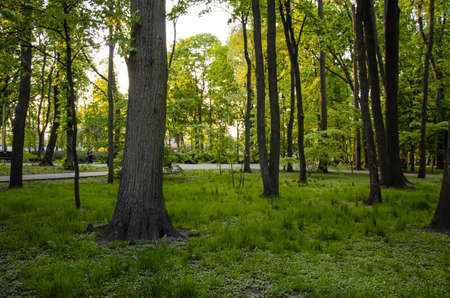 bank and way in the park seasonの写真素材