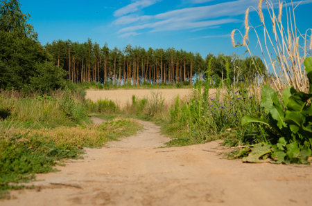 Small road to the park, forking divergently.