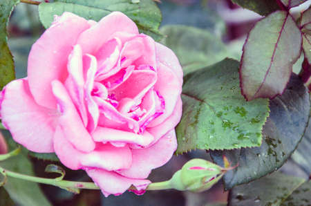 Pink Rose flower with raindrops on background pink roses flowers. Nature.の写真素材