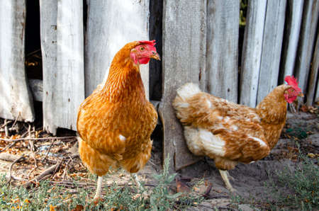 Hens feed on the traditional rural barnyard at sunny day. Detail of hen head. Chickens sitting in henhouse. Close up of chicken standing on barn yard with the chicken coop. Free range poultry farmingの写真素材