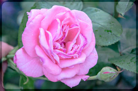 Pink Rose flower with raindrops on background pink roses flowers. Nature.の写真素材
