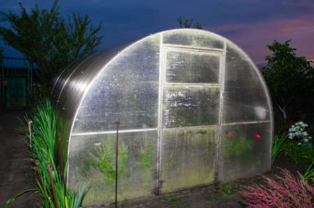 Allotments at sunset - Polythene tunnel as a plastic greenhouse in an allotment with growing vegetables.の写真素材