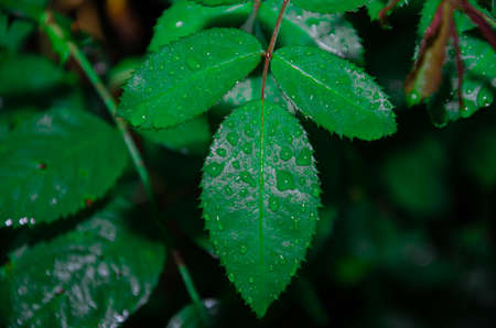 small dew water on green taro leaf. water dropの写真素材
