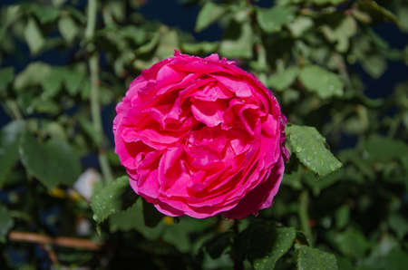 Pink Rose flower with raindrops on background pink roses flowers.の写真素材
