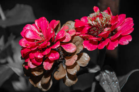 Dahlia Autumn flower design.With copy-spaceの写真素材