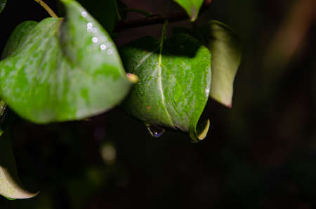 small dew water on green taro leaf. water dropの写真素材