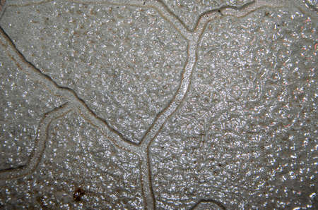 green square tiles floor is wet with rainwater and glittering.の写真素材