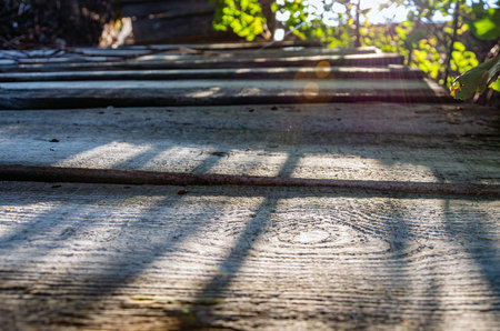 wooden planks go into the sunset with foliage in the backgroundの写真素材
