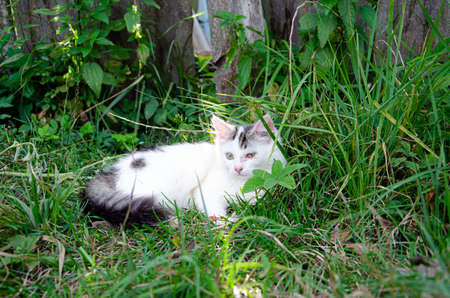 A young with cat black light stripes is lying sadly on the grass.の写真素材