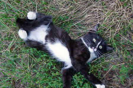 A young black cat with light stripes is lying sadly on the grass.の写真素材