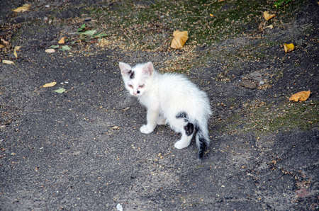 A young with cat black light stripes is lying sadly on the grass.の写真素材