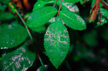 small dew water on green taro leaf. water drop on the leafの写真素材