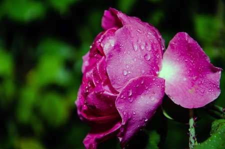 Pink Rose flower with raindrops on background pink roses flowers. Nature.の写真素材
