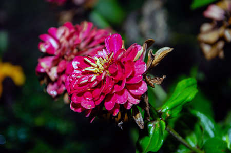 Blooming geraniums in the summer garden at night.Floral background,の写真素材