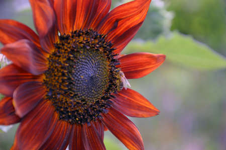 Beautiful growing sunflower red sun on a nature background texture. Sunflower field blooming during the Summer.の写真素材