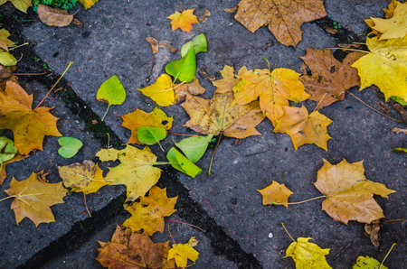 Fallen leaves on dry grass. Autumn background seasonの写真素材