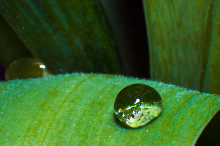 Oak green leaf and water drop on it.の写真素材