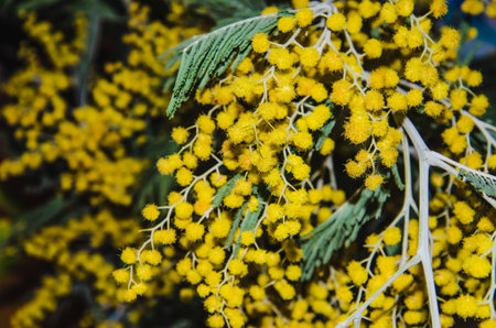 Mimosa tree with bunches of fluffy tender flowers of it. Background of yellow mimosa tree. mimosa flower decoration.の写真素材