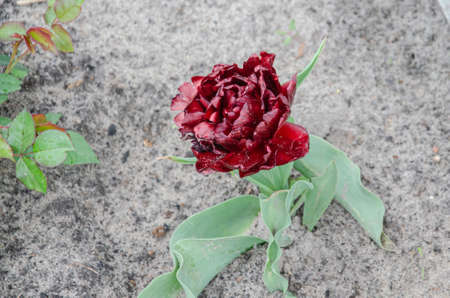 Purple Double Tulip on the ground and grass. Terry purple Burgundy flower close-up on a Sunny summer day.の写真素材