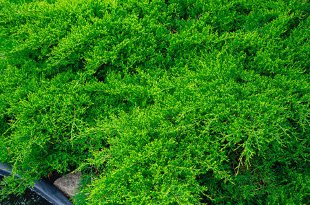 Background of evergreen juniper bushes. Natural patternの写真素材