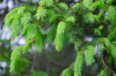 Young Yellow Pine Cones On The Branchesの写真素材