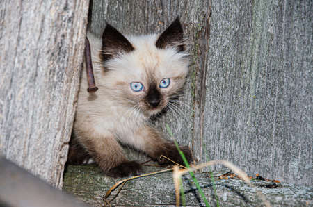 Cute little gray, smoky kitten is playing outdoors. Portrait of a gray kitten with black paws. Childrens animal themeの写真素材