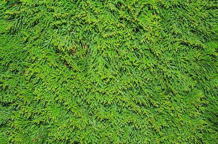 juniper tree nature texture background. Evergreen coniferous juniper green branch close up. banner