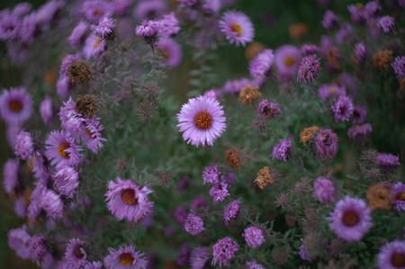 Close up of a delphinium elatum flower in bloom. Purple blue flowers of Larkspur 'Pagan Purples' Delphinium elatum Hybrid, Alpine Delphinium perennial.の写真素材