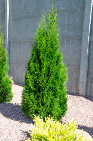 juniper tree nature texture background. Evergreen coniferous juniper green branch close up. bannerの写真素材