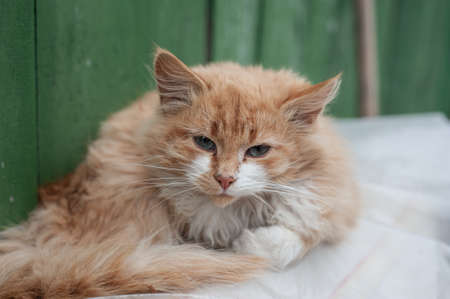Close up of fluffy, light buff orange kitten with blue eyes. 2 months old kitten with white chest and paws ready for adoption.の写真素材