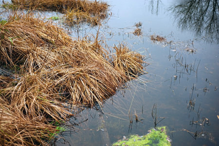 Wild reed in a swamp. The blue mirror surface of the lake's water reflects the stems of the grass standing near the shore.の写真素材