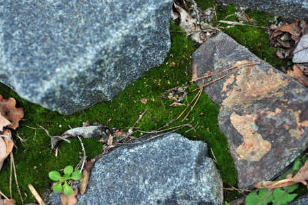 stone wall with green moss in the joints naturalの写真素材