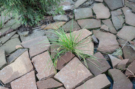 stone wall with green moss in the joints naturalの写真素材