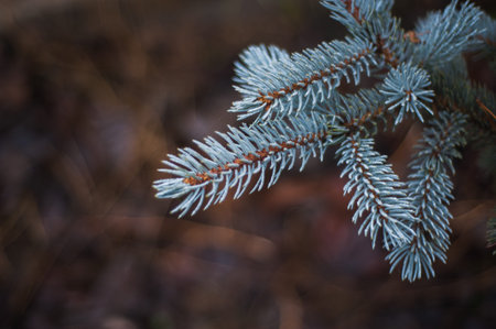 Fir tree brunch close up. Shallow focus. Fluffy fir tree brunch close up. Christmas wallpaper...