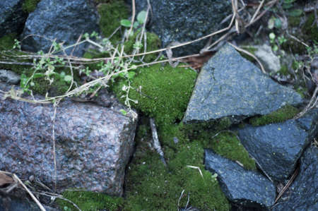 stone wall with green moss in the joints naturalの写真素材