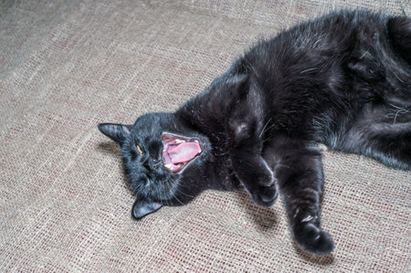 The black cat looking at cameraの写真素材