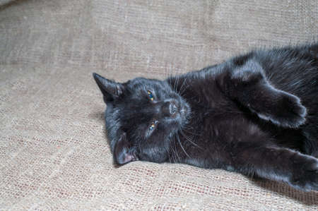The black cat looking at cameraの写真素材