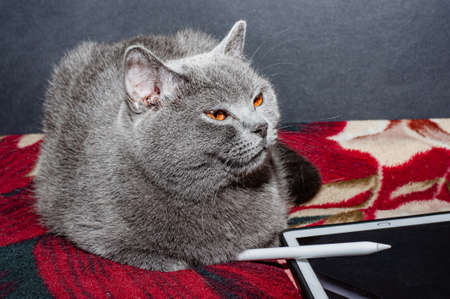 gray cat, electronic tablet and stylus. petの写真素材