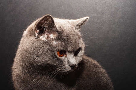 Sleepy tom cat yawn with extracted whiskers.の写真素材