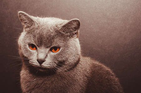 Portrait of British shorthair gray cat with big wide face on Isolated Black background, front view.の写真素材