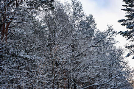 White snow on a bare tree branches on a frosty winter day, close up. natural background. Selective botanical background.の写真素材