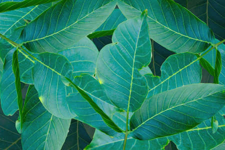 View from below into a lush vibrant green walnut tree full of branches with many leaves. Leaf veins visibleの写真素材