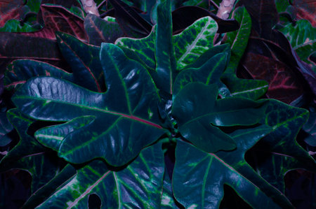 tropical banana leaf texture, large palm foliage nature dark green background.