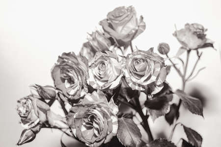 White rose on a light background, postcard concept, congratulations on women's Day, with a place for the text.の写真素材