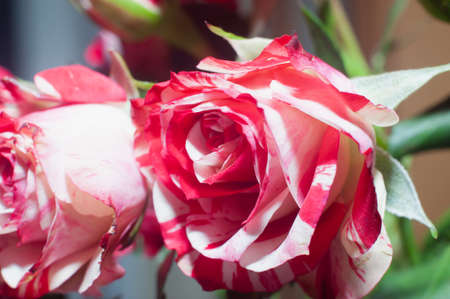 Bunch of rosy roses isolated on backgroundの写真素材