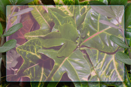 Autumn postcard. Ash leaves on a green background with place for your text, top viewの写真素材