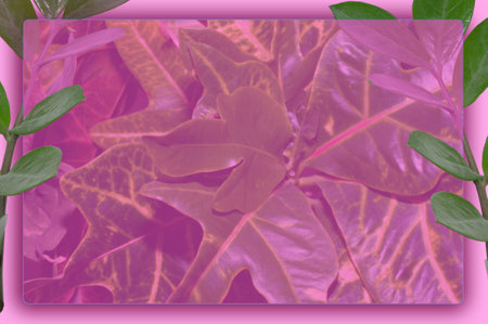 autumn postcard. Ash leaves on a green background with place for your text, top view.の写真素材