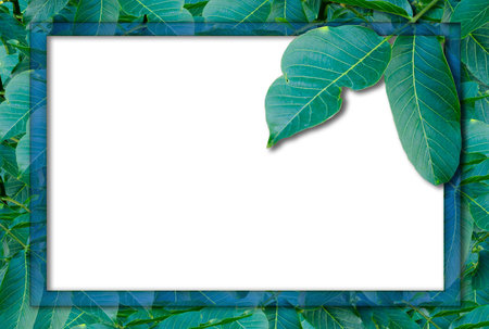autumn postcard. Ash leaves on a green background with place for your text, top view.の写真素材